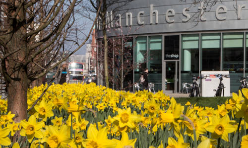 Daffodils, cycles and buses on Oxford Road